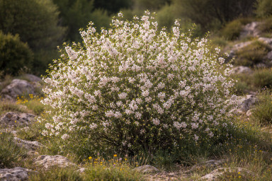 An almond bush